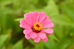 pink flower