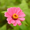 pink flower