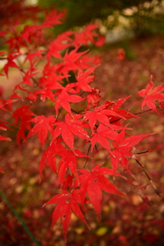 朱