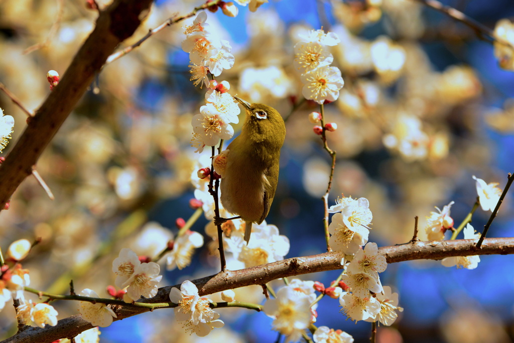 春を先取り