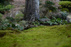 ふかふか