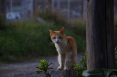 がんばれよ
