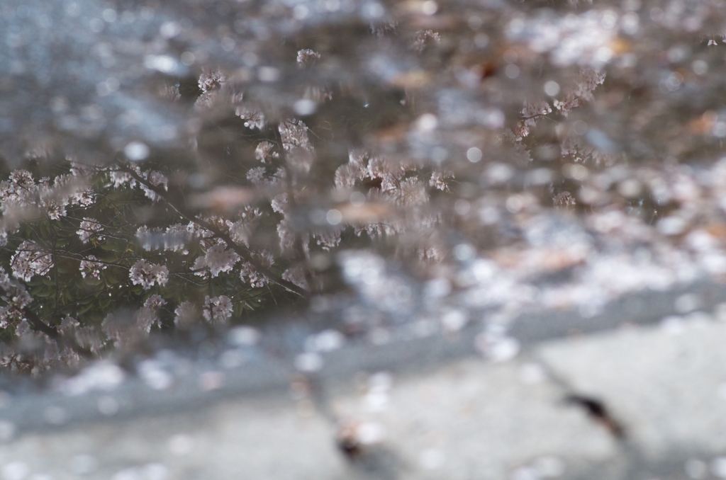 水面の桜