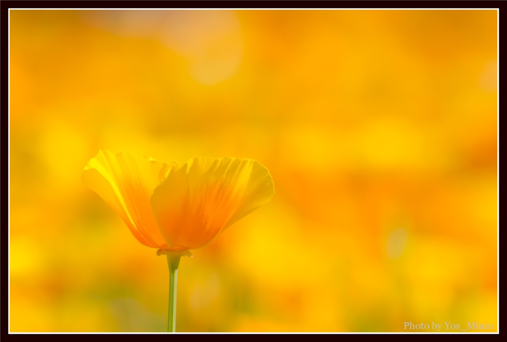 Yellow World