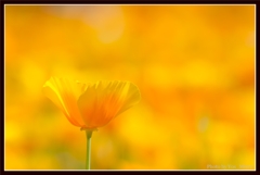 Yellow World