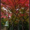 光悦寺