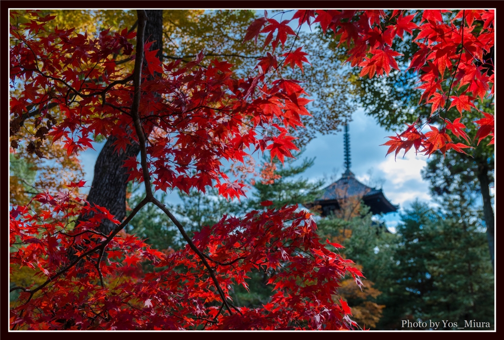 仁和寺　秋