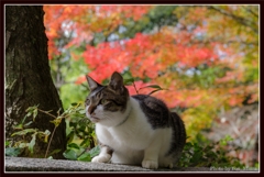 猫と紅葉