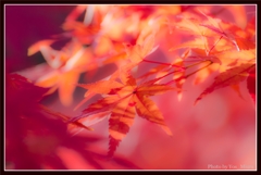 ＲＥＤ