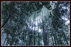 雪化粧