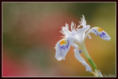 Fringed Iris