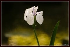 Emerge