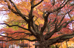 雷山千如寺 紅葉③