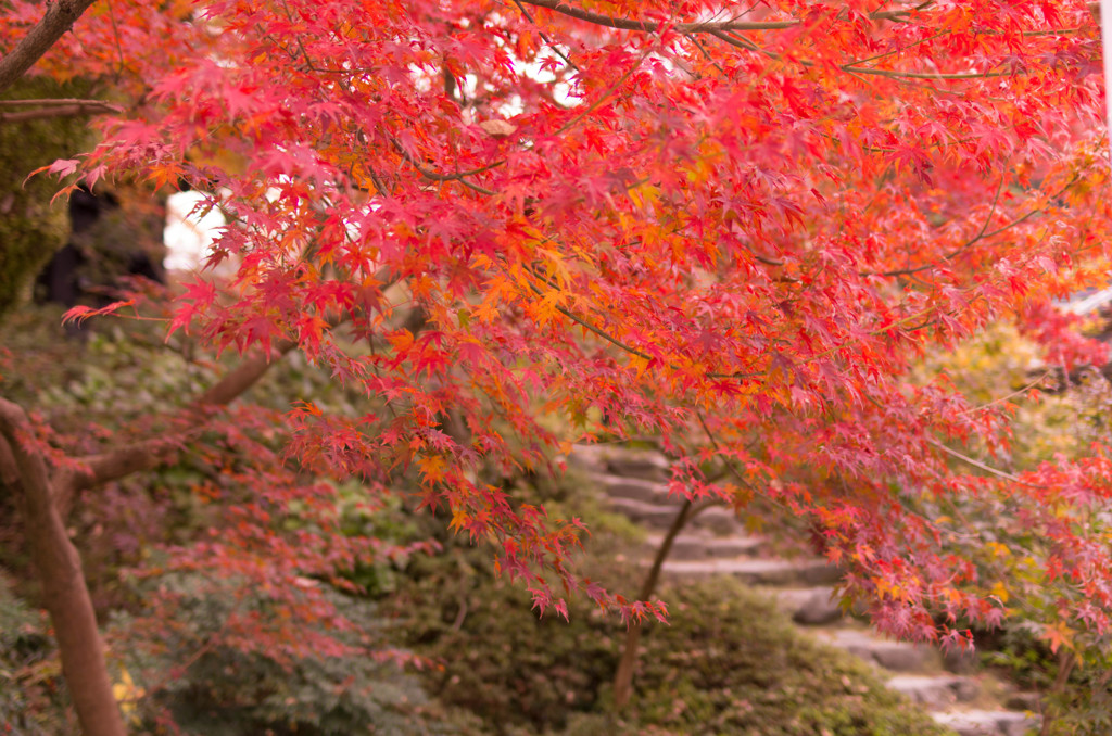 秋月城跡　紅葉①