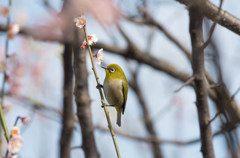 梅とメジロ①