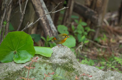 ソウシチョウ