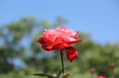 薔薇