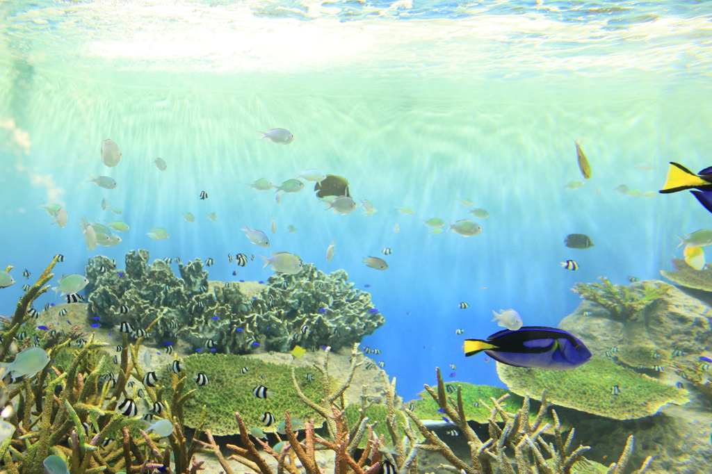 水族館