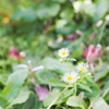 お花