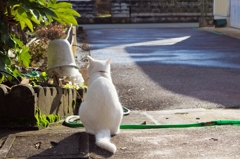 うしろネゴ