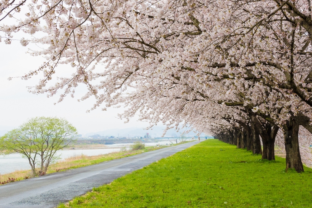 桜道