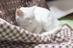 Zzz...