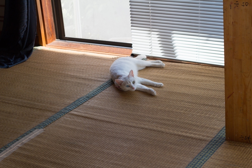 涼むネゴ