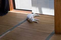 涼むネゴ