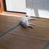 涼むネゴ