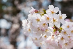 桜