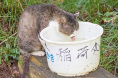 田代島のネゴ