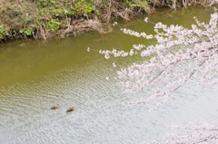 川と鳥と桜と