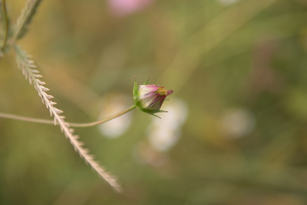 SDIM0876