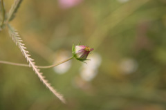SDIM0876