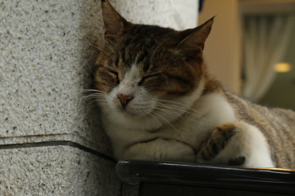 眠たい