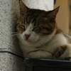 眠たい
