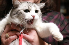 我が家の小さな猛獣