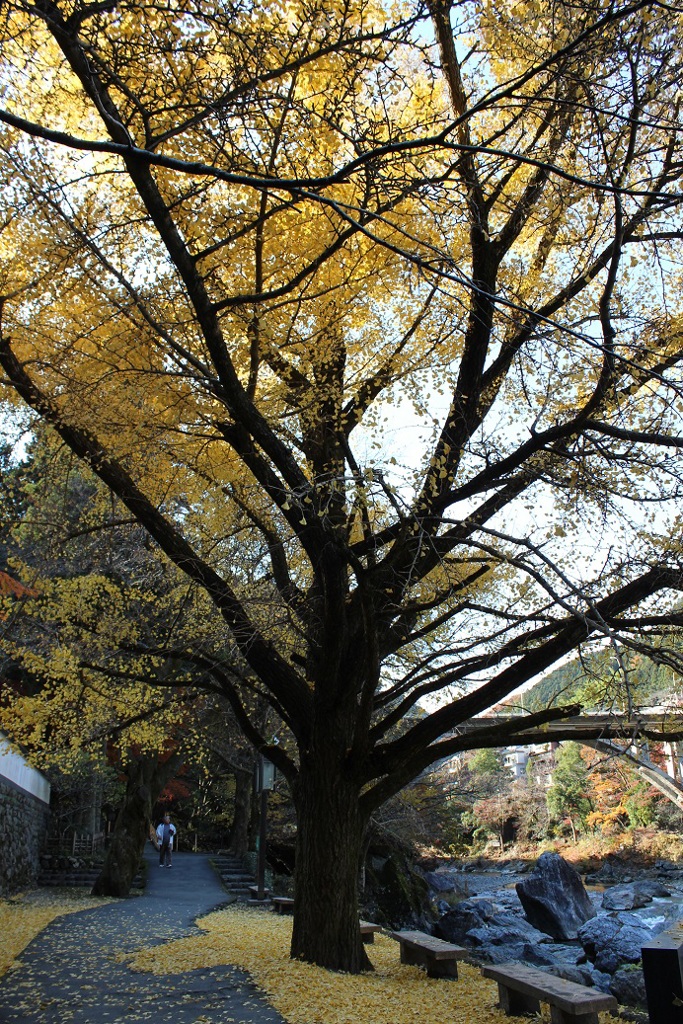 晩秋の青梅