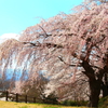 弁天山のしだれ桜