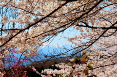 桜の隙間の吾妻山1