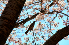 桜に鳥