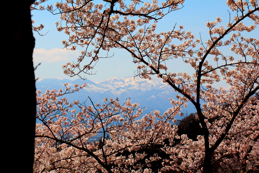 桜の隙間の吾妻山3