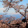 桜の隙間の吾妻山3