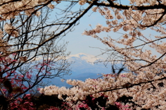 桜の隙間の吾妻山2