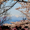 桜の隙間の吾妻山2
