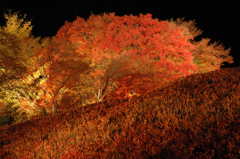 紅葉ライトアップ