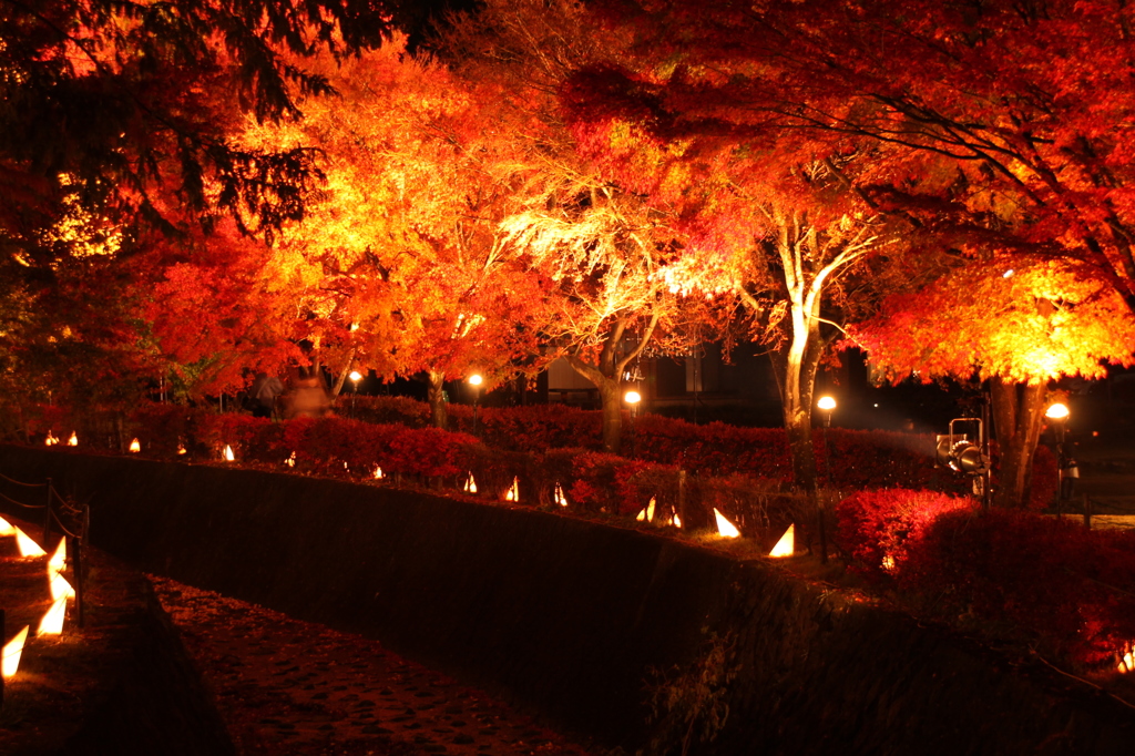 紅葉ライトアップ