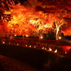 紅葉ライトアップ