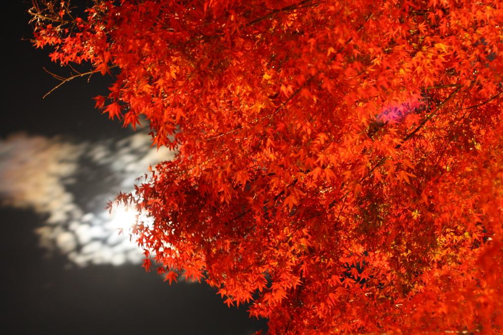 月夜の紅葉