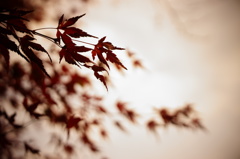 冬を迎える紅葉